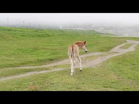 Кунашир(1)
