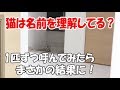 猫は自分の名前を理解している？4匹で実験してみたらまさかの結果に…！