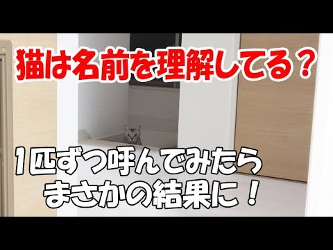 猫は自分の名前を理解している？4匹で実験してみたらまさかの結果に…！