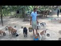 মানুষ পশুর নিবিড় ভালোবাসা দেখে রীতিমত অবাক হওয়ার কথা।#amazing #animals #love