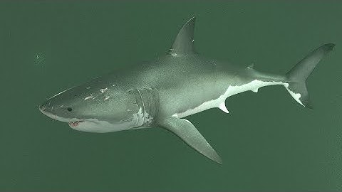 Blender Shark timelapse