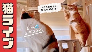 2024.1.7　ニャンコ部屋から生放送〜猫らの寝相ウォッチング〜