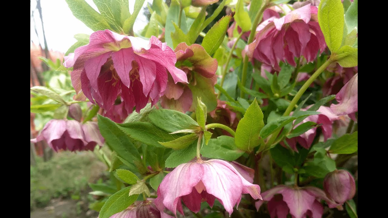 Морозник, Геллеборус или Зимовник. Как обрезать весной | Helleborus