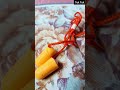 Best Sleeping buds for sound blocking | Corded foam ear plugs