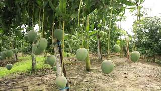 Aam Bagan নওগর আম অনক মজ Bagan Naogaon