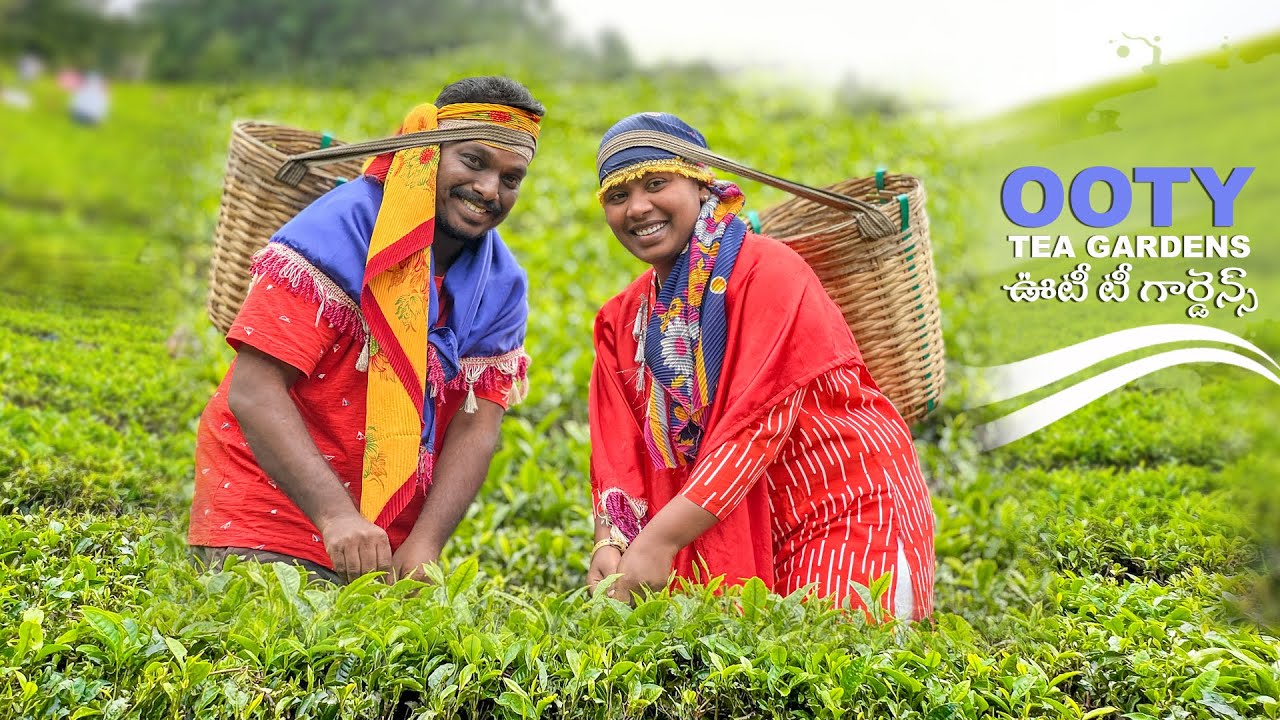 Ooty Full tour in Telugu || OOTY TEA ESTATE GARDENS ||PLACES TO VISIT IN OOTY 