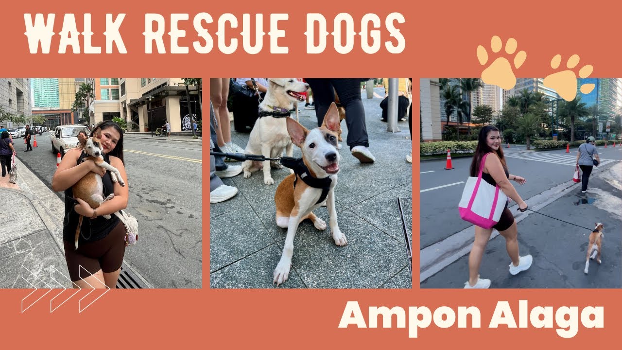 Let’s walk rescue dogs! 🐶🐾