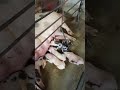 😯Este fue el final del parto de mi cerda y sus lechoncitos 🐷 #campo#viralvideo #crias #lechoncitos