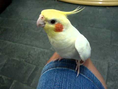 Calopsita cantando \
