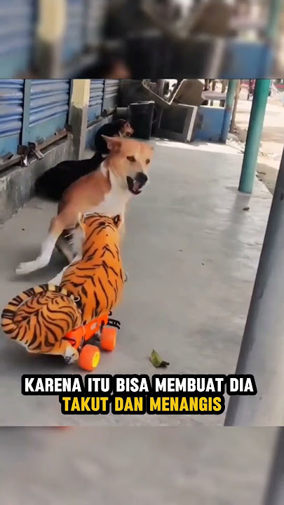 Jangan coba coba kasih boneka harimau ke anjing #shorts