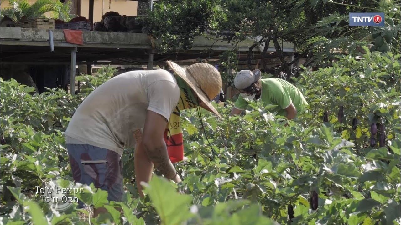 L'agriculture à Tahiti