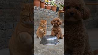 #viral #short#funny #tranding AI#cute #catchy #YouTube channel#my cat#@ Cat vs Dog Funny Challenge 😂