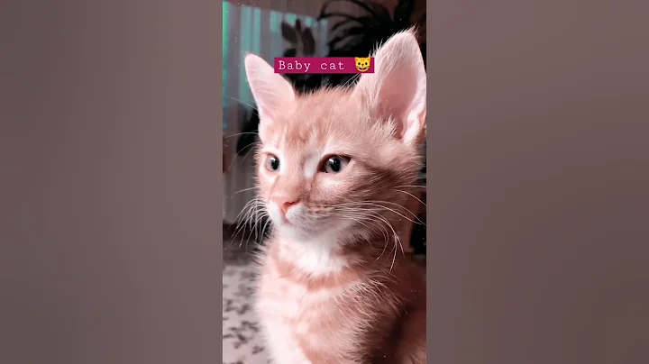 Video 10033951: cats meow baby cute, funny cats meow baby, cat home, kitten