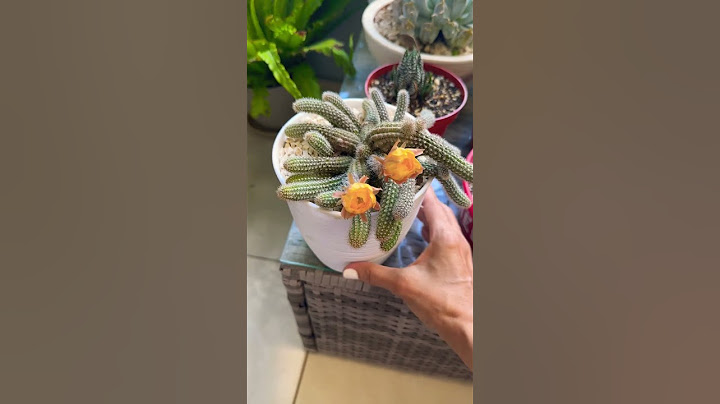 CACTUS 🌵 CACAHUATE. FLORECIDO. #plantas #suculentas #jardín #cuidados #tour #flores#