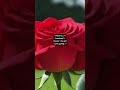 Here S A Hundred Kisses To Get You Going Love Goodnightkiss Motivation Goodnightmessage 