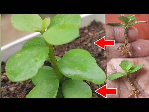 Jade Plant cutting Grows in River Sand