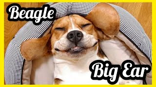 Big Ear Dog  Funny and Cute Beagle  Beagle Puppies Dog  Beagle Howling