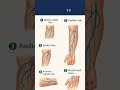 Do you know your veins?