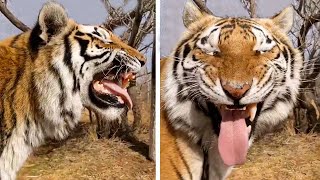 Funny Tiger Is Smiling -  Compilation Of Funny Animal Videos | Super Cats