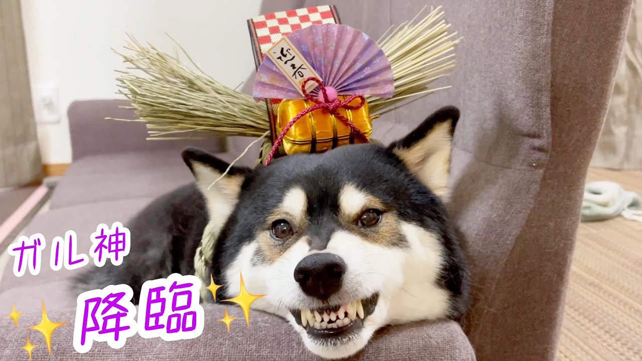 もういくつ寝るとお正月 柴犬にしめ縄を飾ってみたら 御利益ある柴神さまが降臨しました Youtube もういくつ寝るとお正月 柴犬にしめ縄を飾ってみたら 御利益ある柴神さまが降臨しました Youtube