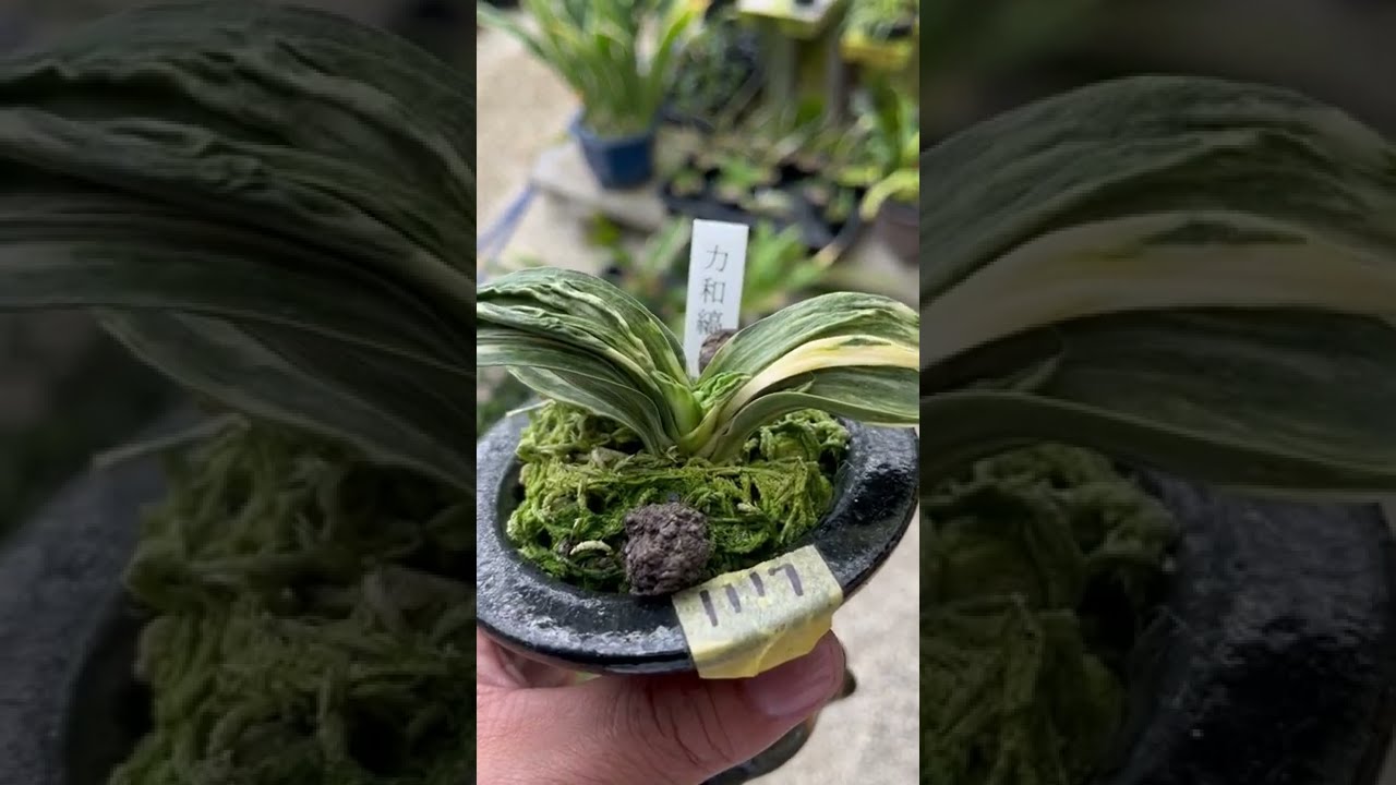 力和の魅力】りきわ 万年青の品種紹介 羅紗芸の極致 丸葉の魅力 葉芸の