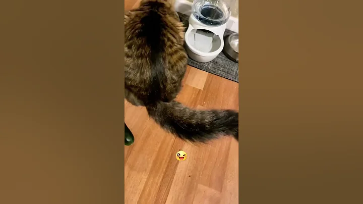 Watch the video about Cat vs cucumber 🥒 #fyp #foryou #funny #animals #funnyvideos #funnytiktok #funnyanimals