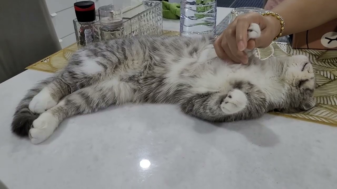 Daily Cat Petting 3 04 💕 #cat #cats