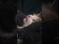 Heart Touching Cat Rescue Video #shorts