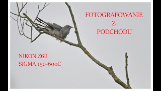 KOLEJNA ZASIADKA Z MAŁYM PODCHODEM NA ZIMORODKA-NIKONZ6II/SIGMA150-600C W #2024