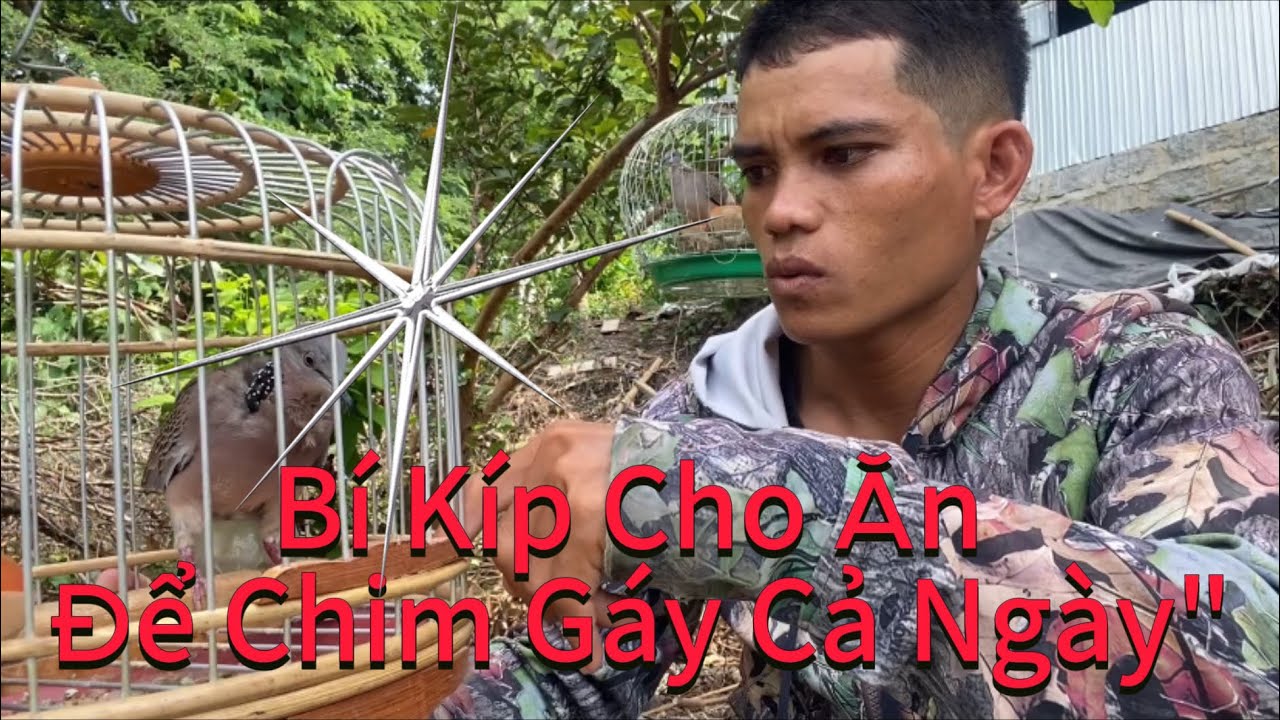 🔥Bí Kíp Cho Ăn Để Chim Gáy Cả Ngày 🔥
