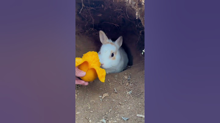 Stop digging holes and come out to eat. Cute rabbits. Cute little country pets.