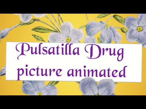 Vidéo: Pulsatilla - Instructions, Avis, Application