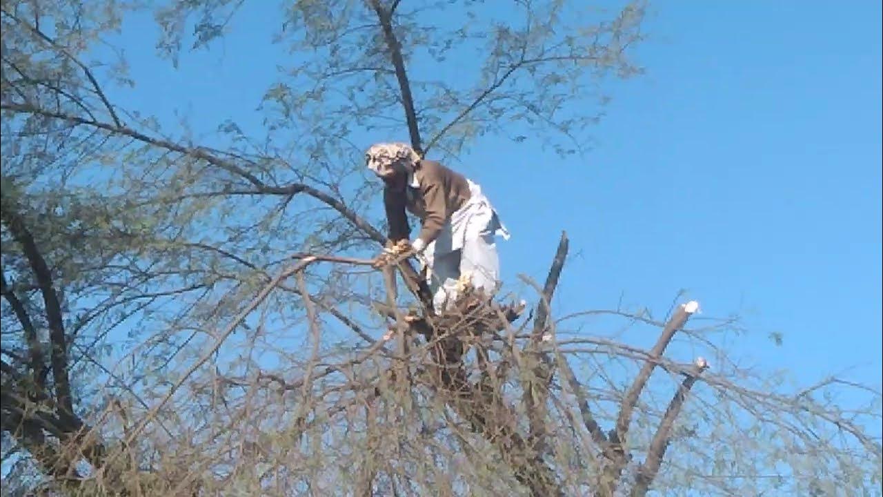 TOP Tree Cutting Fails Compilation & Idiots With Chainsaw ! skills
