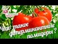 Детерминантные и индетерминантные сорта помидор.