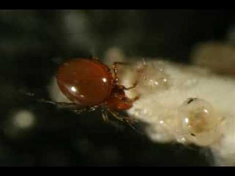 Mite feeding frenzy