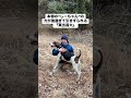 【モノマネ】本物の“しーちゃん”に引きずられる『東出昌大』さん