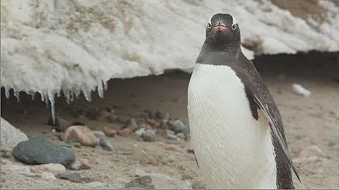 Gentoo Penguins