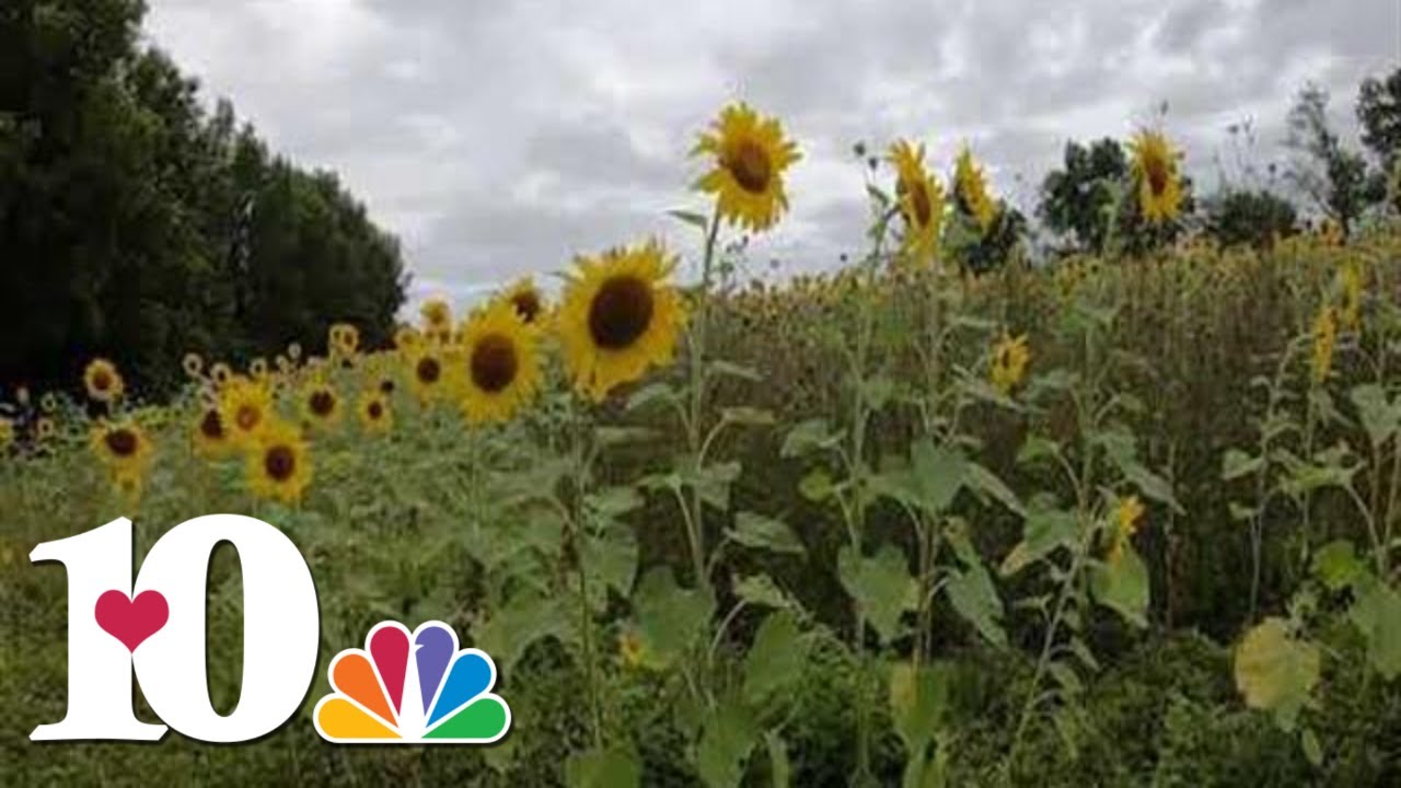 Sunflower fields blooming in South Knoxville 10Explores YouTube