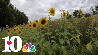 Sunflower fields blooming in South Knoxville | 10Explores