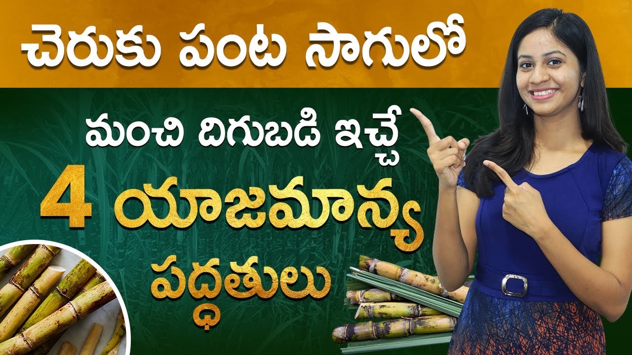 Sugarcane Farming In Telugu Sugarcane Pest and Disease Management