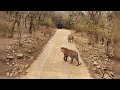 Tigers on road😯 rare video||Ranthambhore National Park||Safari in India