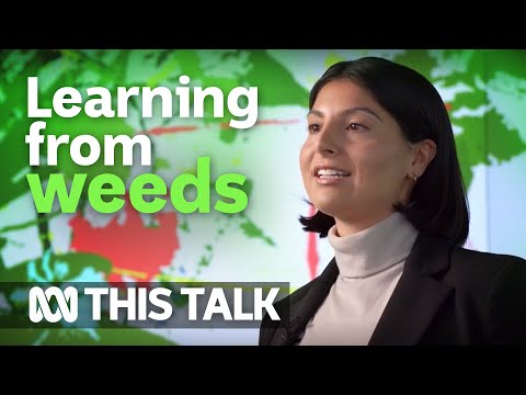 Video: Co jsou stopařské plevele – informace o plevelech, které se šíří autostopem