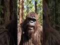 i was expecting the treasure #fyp #bigfoot #jokes