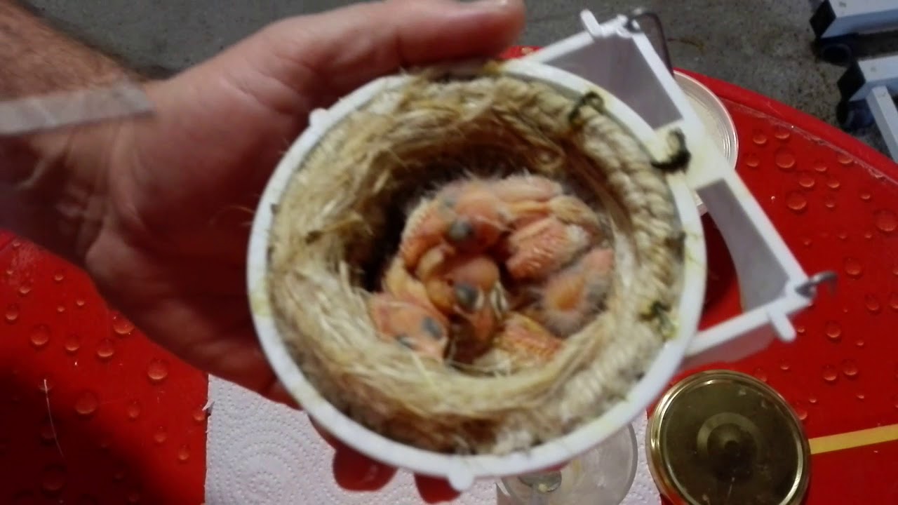 Como preparar la pasta para embuchar