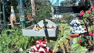 🔴 LIVE: Bird Feeder & Water Spring in Portugal - Birdwatching Cam Livestream!