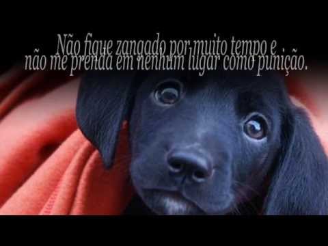 Mensagem de um Cão Meu Amado Dono ! - YouTube