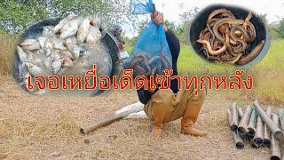 Catch eels with boiled fish bait. เจอแล้วเหยื่อเด็ด เหยื่อปลาต้มดักปลาไหลด้วยท่อพีวีซีเข้าทุกหลัง