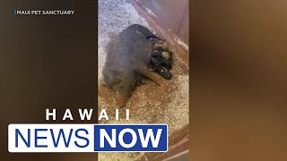 Maui pig sanctuary rescued 14 pigs that survived Lahaina fire