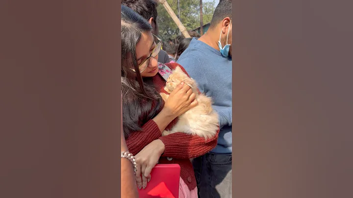 Video 11904941: persiancat cat pets, persian cat low