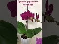 Лучшее украшение интерьера #цветы #орхидеи #комнатныерастения